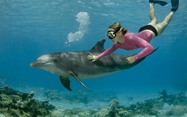 Delfine, Wale & besondere Meeresaktivitäten