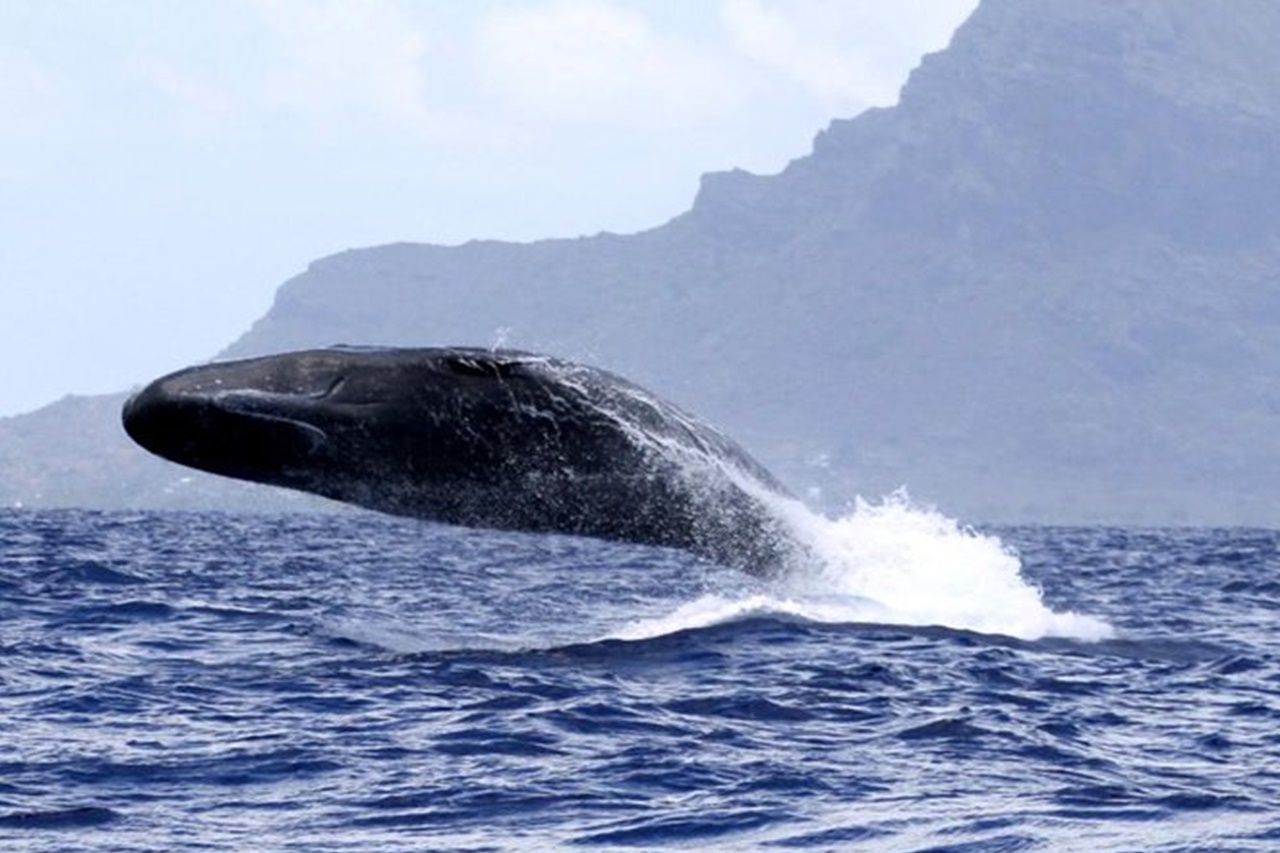 Walbeobachtung Mauritius 1