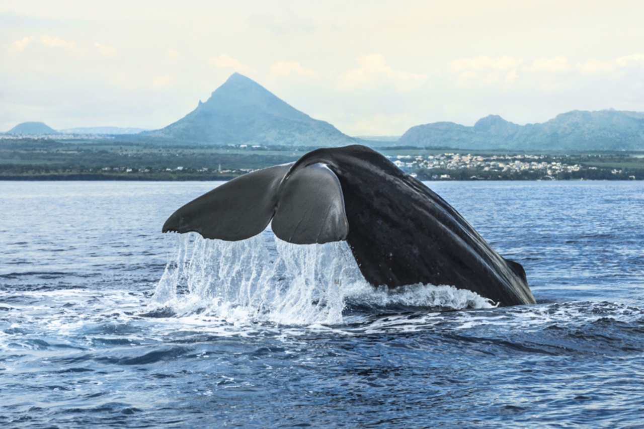 Walbeobachtung Mauritius 2