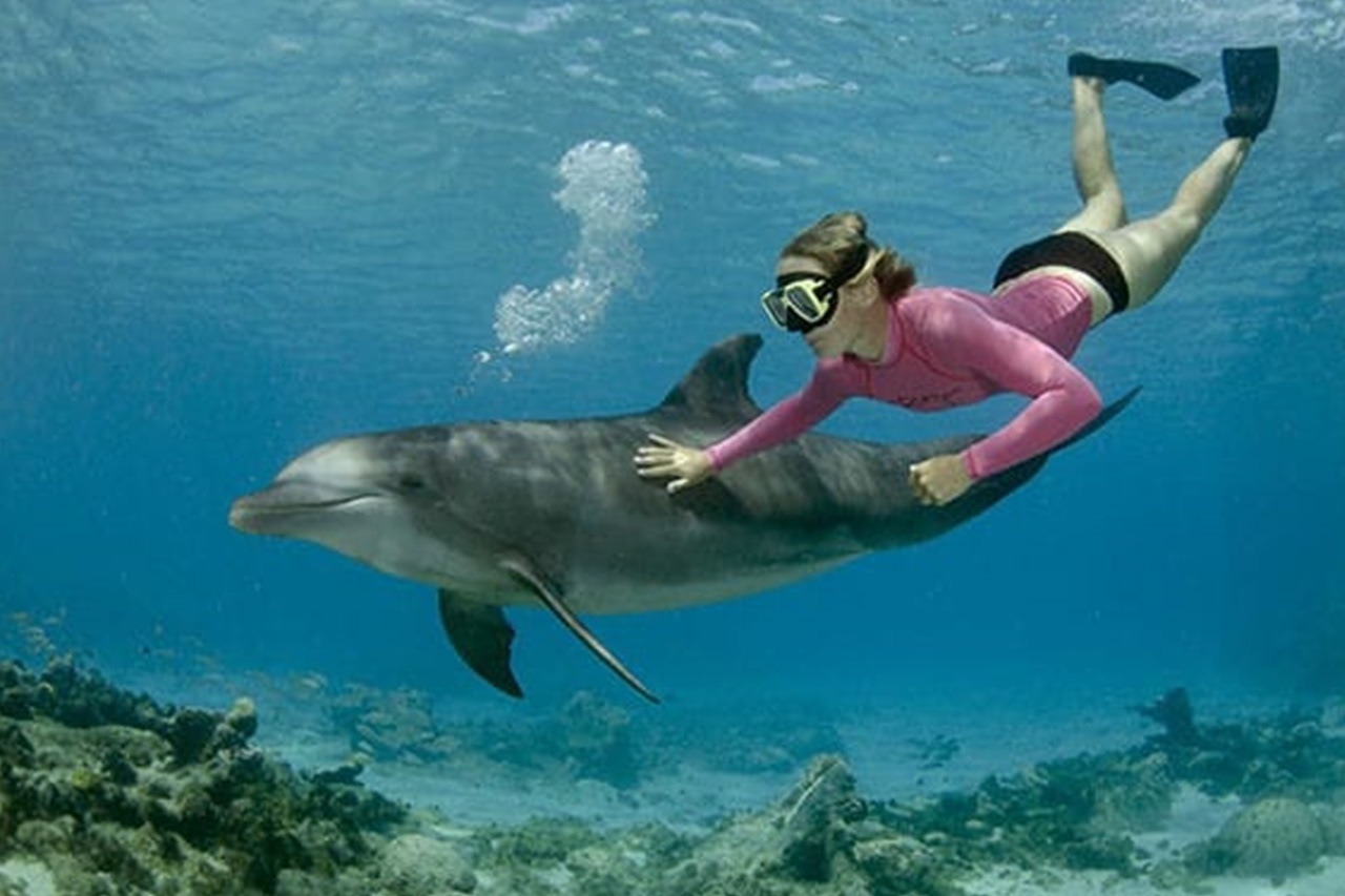 Delfin- & Meeresaktivitäten 1